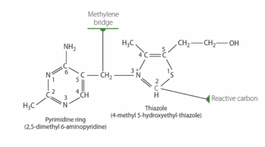 <p>Thiamin (Vitamin B1) Sources, Absorption</p>