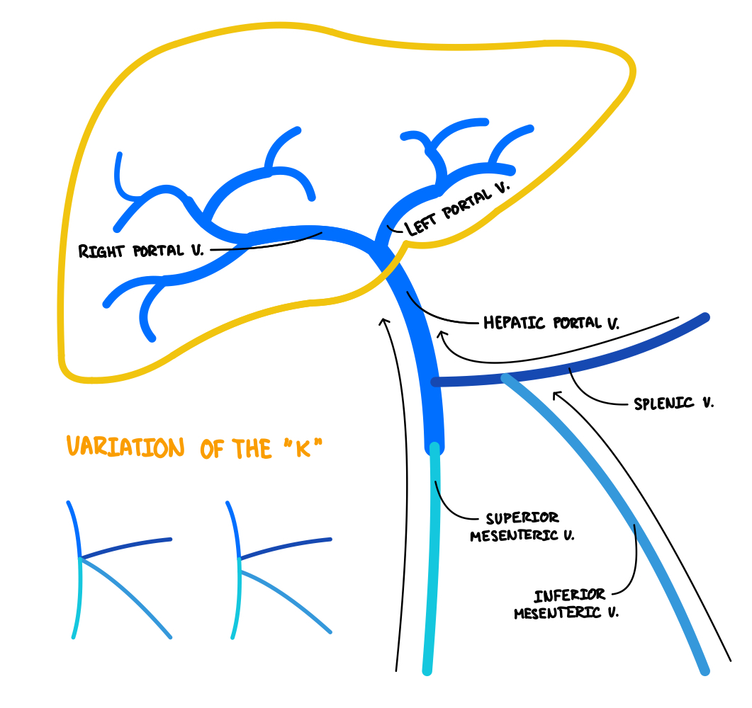 <p>receives blood from large intestine, small intestine, appendix, stomach, pancreas and brings them to hepatic portal vein</p>