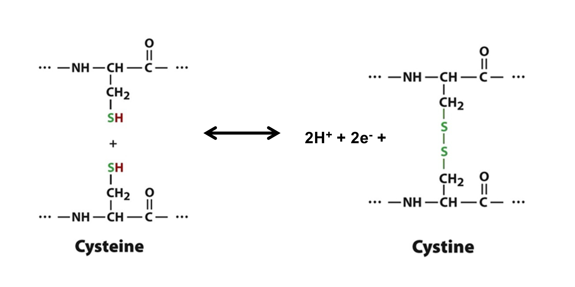 <ul><li><p>oxidation of two Cysteine molecules forms a covalent disulfide bond (releasing 2H<sup>+</sup> and 2e<sup>-</sup>)</p></li><li><p>occurs in oxidizing environments</p><ul><li><p>ex. extracellular space, lumen of organelles</p></li></ul></li></ul><p></p>