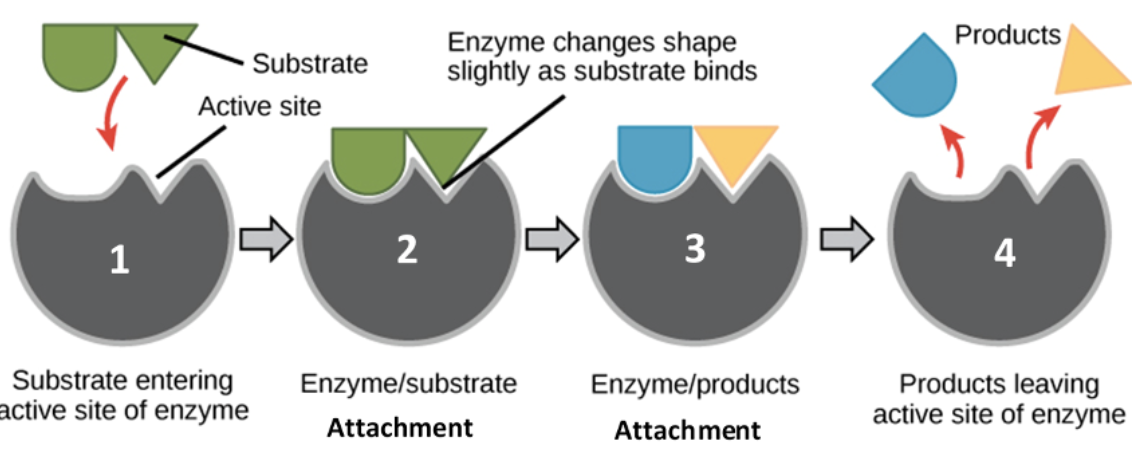 <p>Active Site</p>