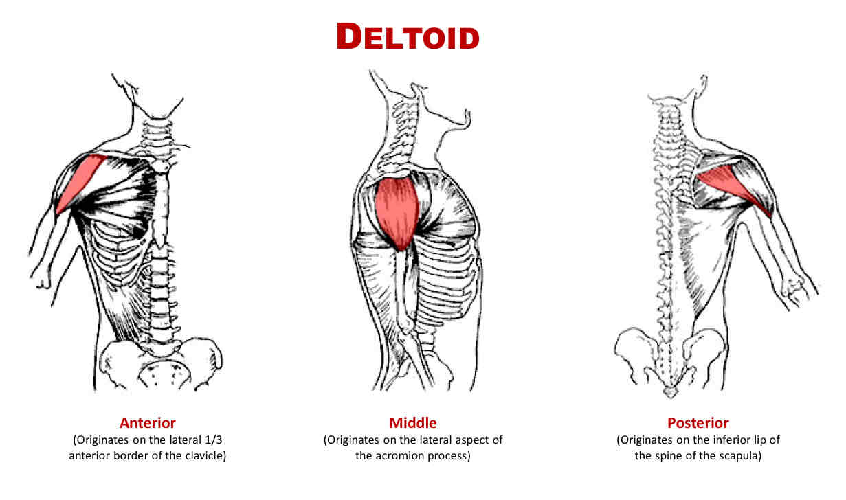 <p>Actions of Posterior Deltoid</p>