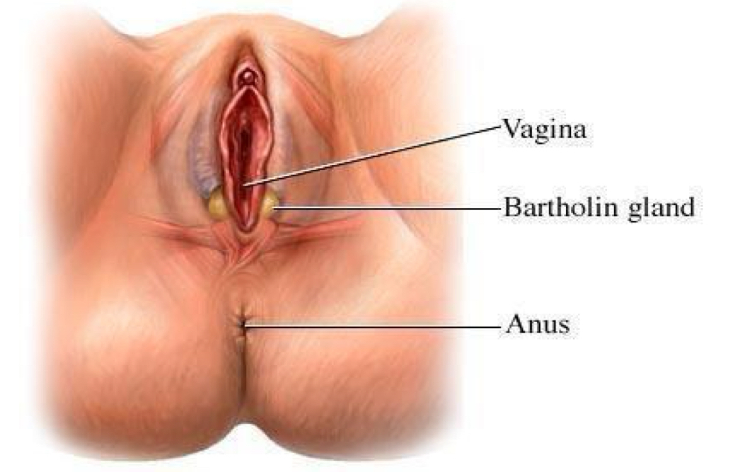 <ul><li><p>glands next to the vaginal opening that secrete mucus</p></li></ul><p></p>