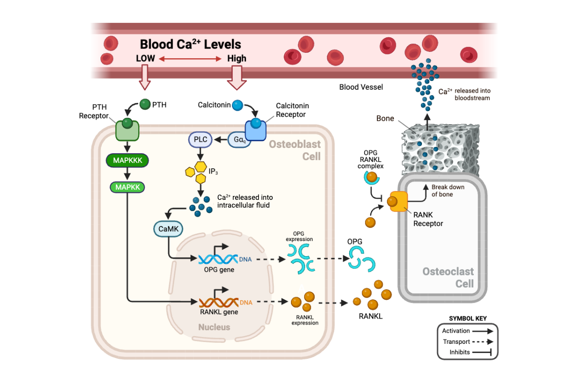 <p>Complete the following sentence. If calcitonin binds to receptors in the membrane of an osteoblast, the activity of MAPKK in that cell would ______.</p><ul><li><p><span>a. increase</span></p></li><li><p><span>b. decrease</span></p></li><li><p><span>c. remain the same</span></p></li></ul><p></p>