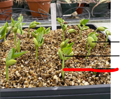 <p>What is being depicted in this 1 week old bean seedling</p>