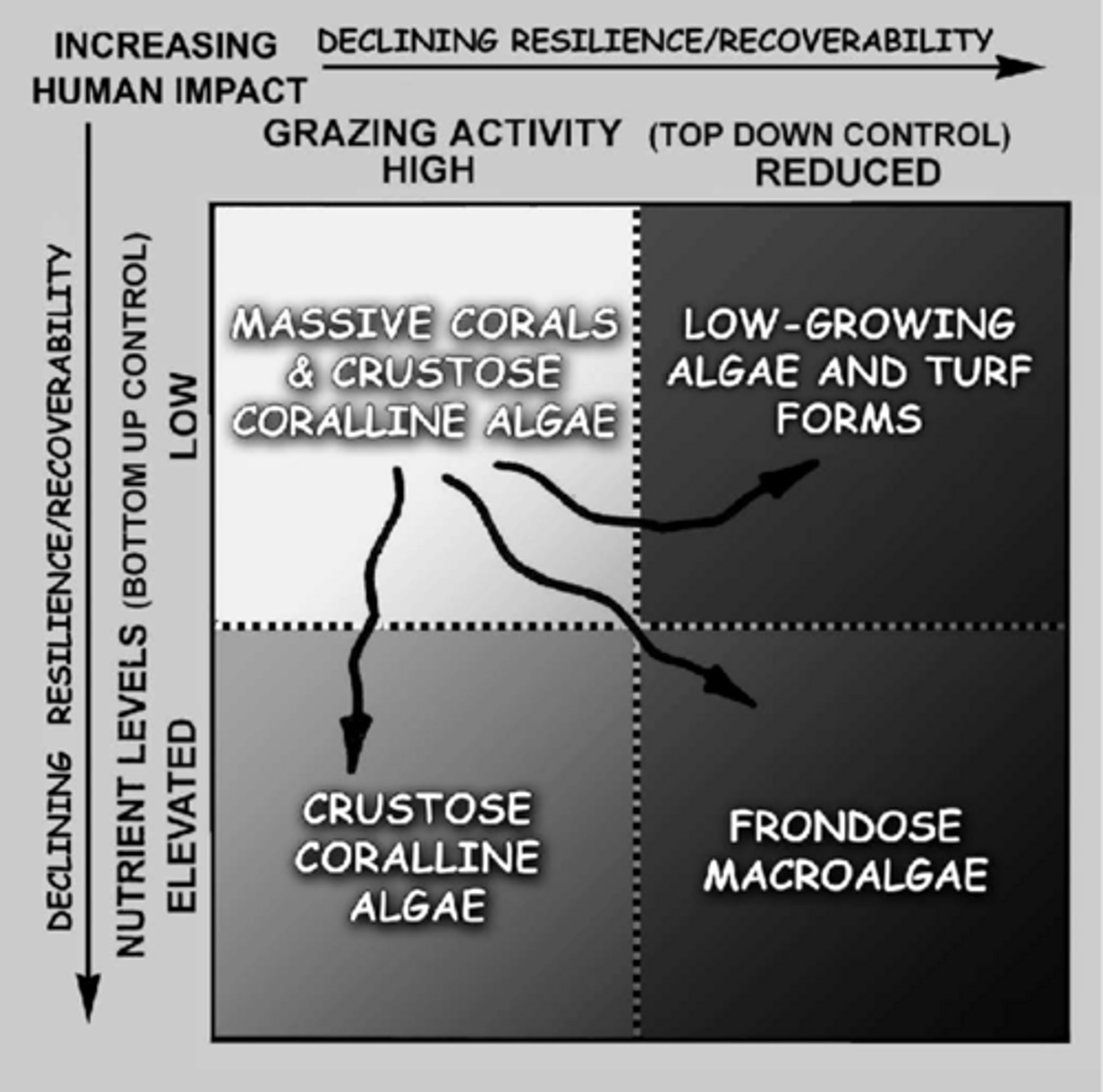 <p>predicts which groups will be predominant under the complex interacting vectors of eutrophication and declining herbivory (anthropogenic) on coral reefs</p><p>can also be caused by large-scale stochastic (random) disturbances, which coral reefs have recovered from in absences of humans</p>