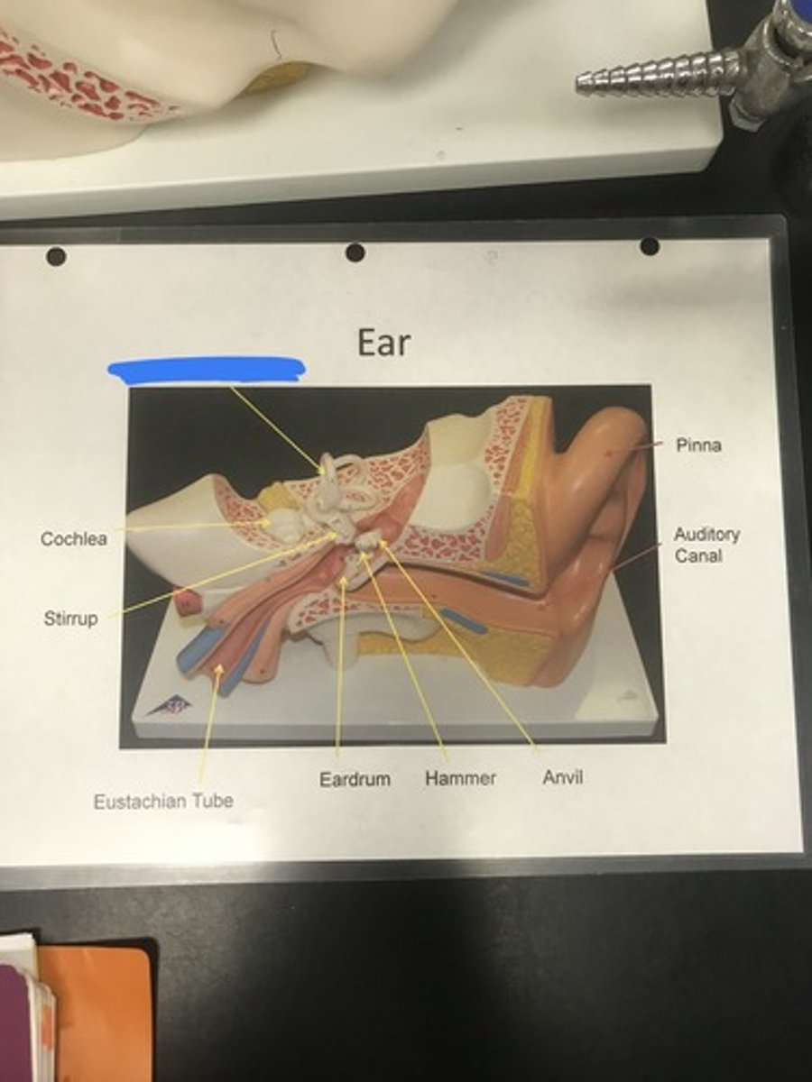 <p>Label the structure covered in blue ink and give a function</p>