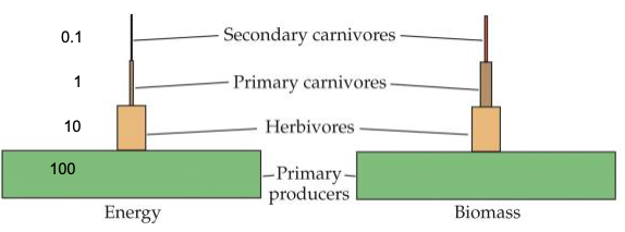 <p>Trophic pyramid portrays __</p>