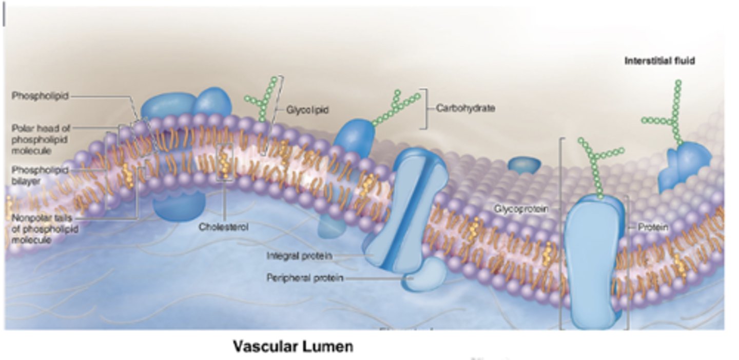 <p>What are glycolipids?</p>