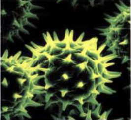 <p>what category of pollination </p>