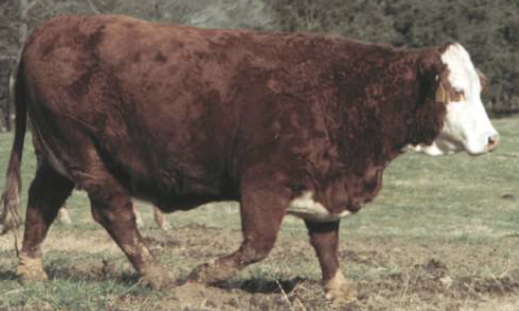 <p>What is the BCS of this beef cow?</p>