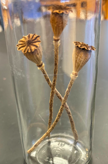 <p>Family + Genus?</p>