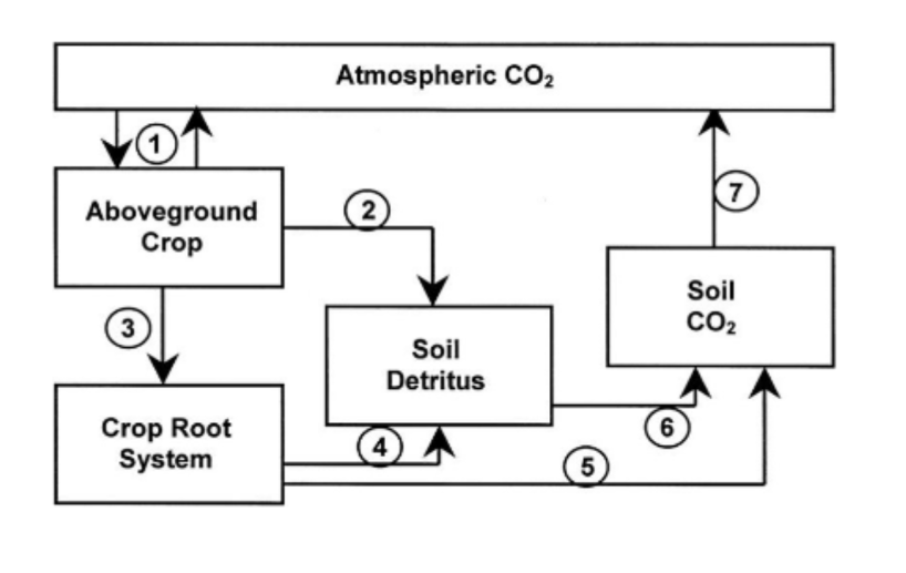 <p>Atmospheric CO2 → Aboveground Crop → Soil Detritus → Soil CO2 → back to Atmospheric CO2</p><p>Atmospheric CO2 → Aboveground Crop → Crop root system → Soil Detritus/Soil Co2 → back to Atmospheric CO2</p>