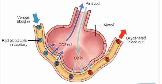 <p>How are alveoli adapted for gas exchange?</p>