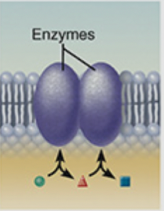 <p>quelle type de protein</p>