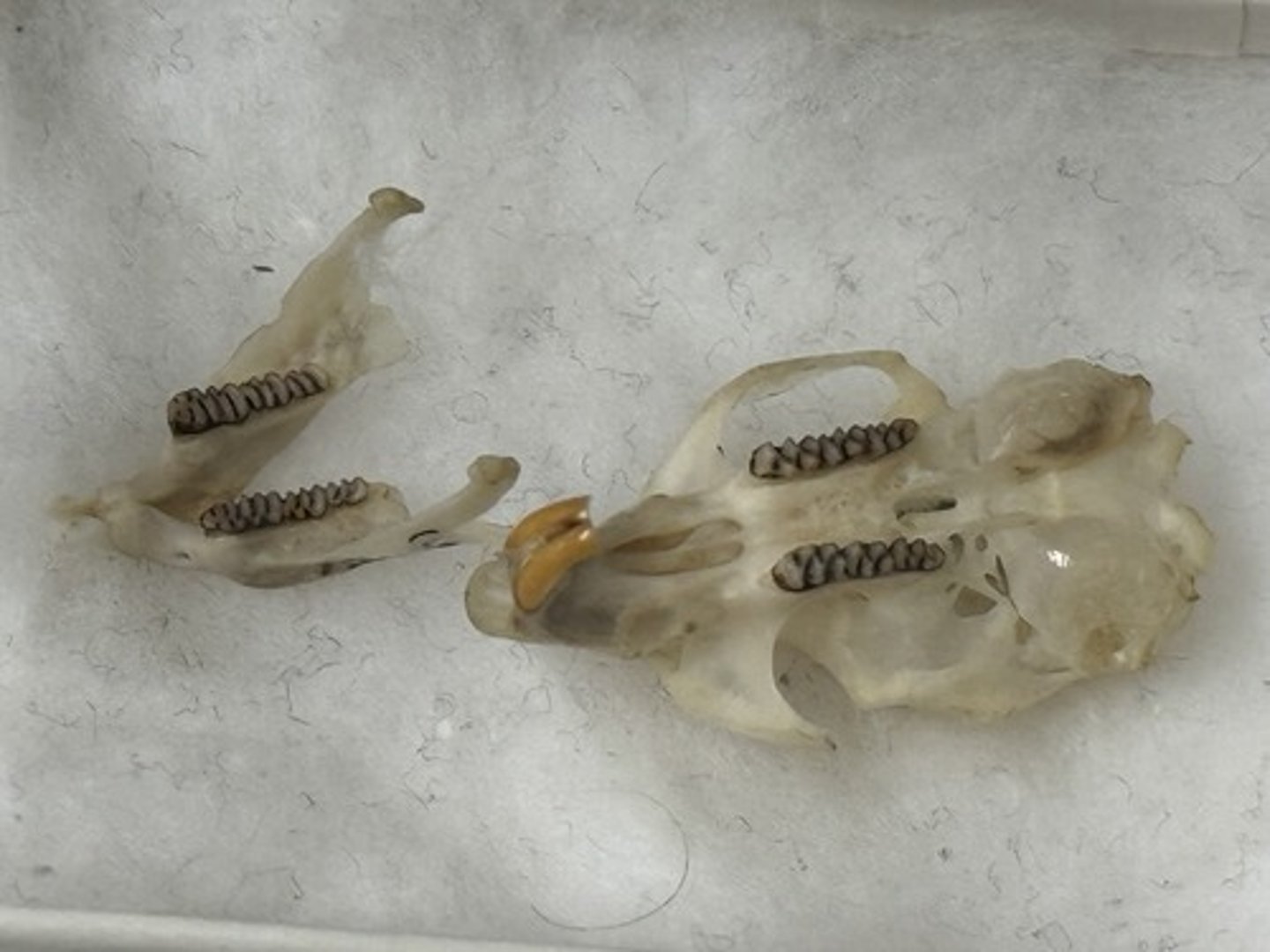 <p>Genus, species</p><p>-recurved I</p><p>-3 lingual projections on 3rd (last) M; deeper than labial</p>