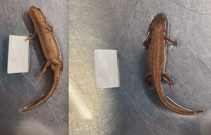 <p>Scientific name and diagnostic features</p>