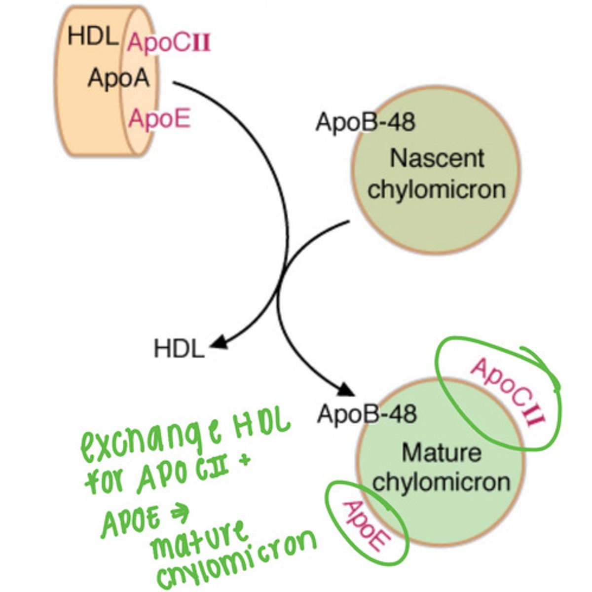 <p>HDL</p>