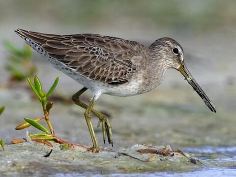 <p>Order:Charadriiformes Family:Scolopacidae</p>