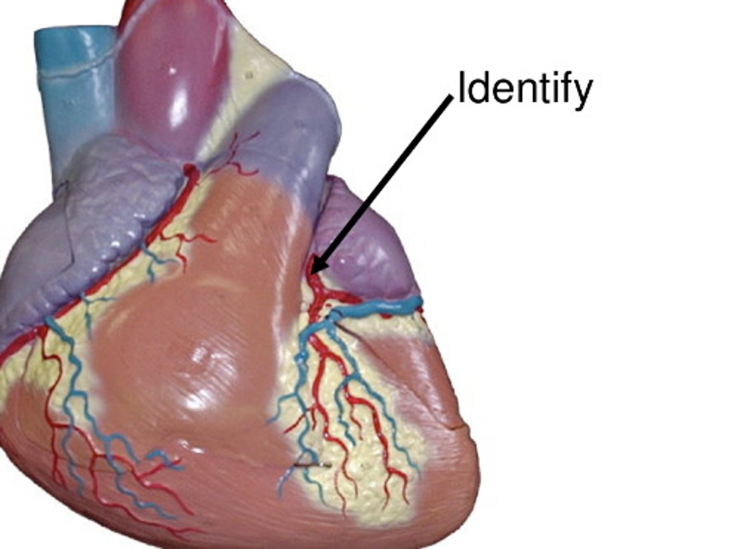 <p>Area supplied: Right and left ventricles, left atrium, and interventricular septum</p><p>Terminal branch: Anterior interventricular and circumflex arteries</p><p>Relationship: Passes between the pulmonary trunk and left auricle</p>
