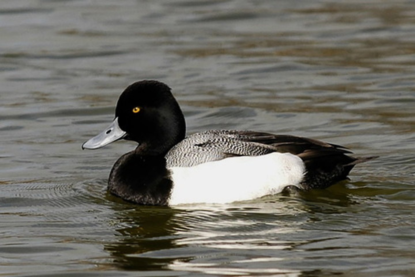 <p>Aythya affinis</p>