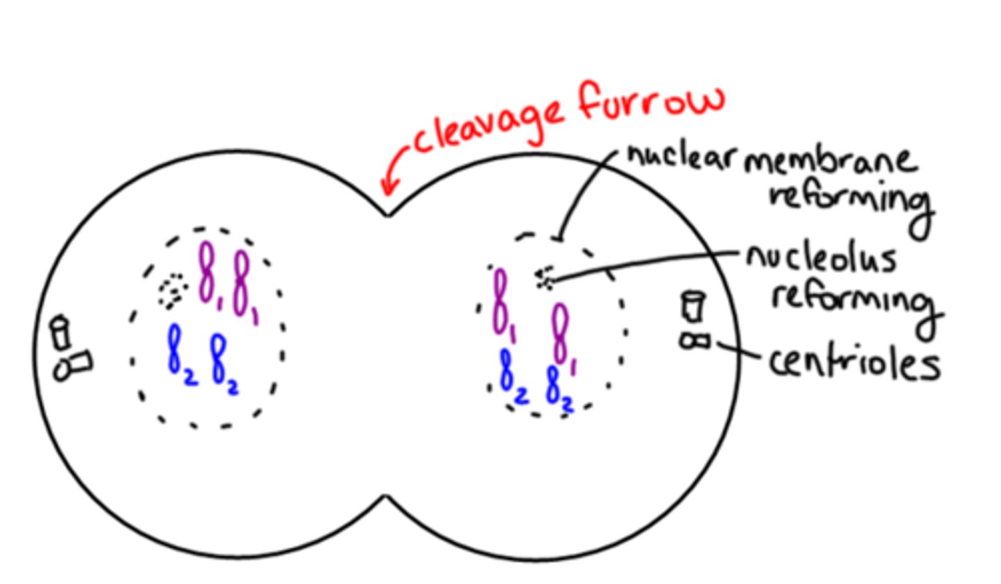 <p>Cleavage furrow forms.</p>