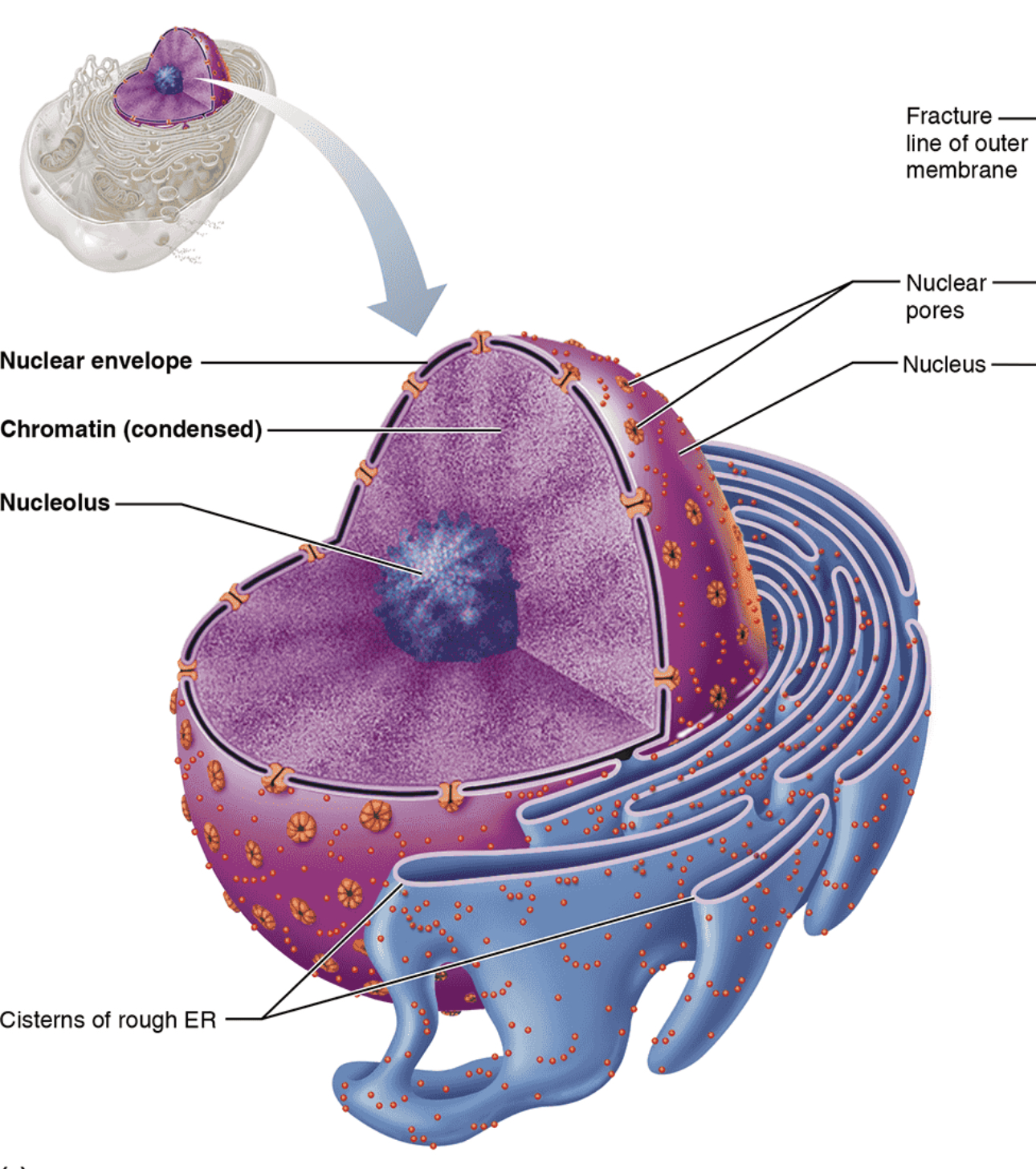 <p>Nuclear Envelope</p>