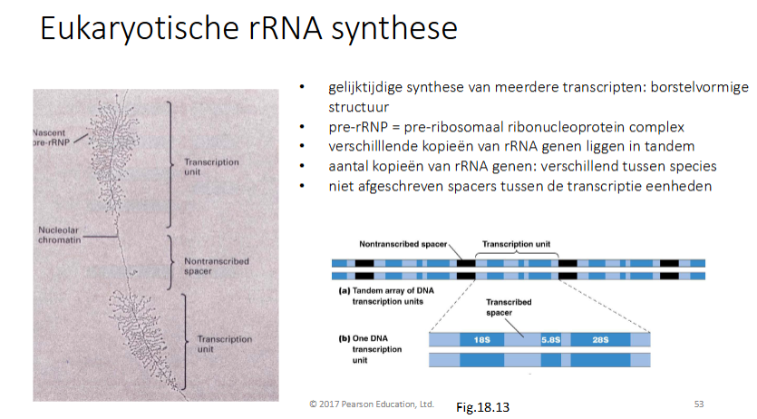 <p>Gelijktijtide synthese van meerdere transcripten waardoor je een borstelvormige structuur krijgt.</p><p>We krijgen pre-RNP’s: pre-ribonulceoproteïne complex</p><p>Dit doordat de verschillende kopieën van RNA genen in tandem liggen, het aantal kopiën is verschillend tussen species</p><p>Er liggen ook niet afgeschreven spacers tussen de transcriptie eenheden</p>