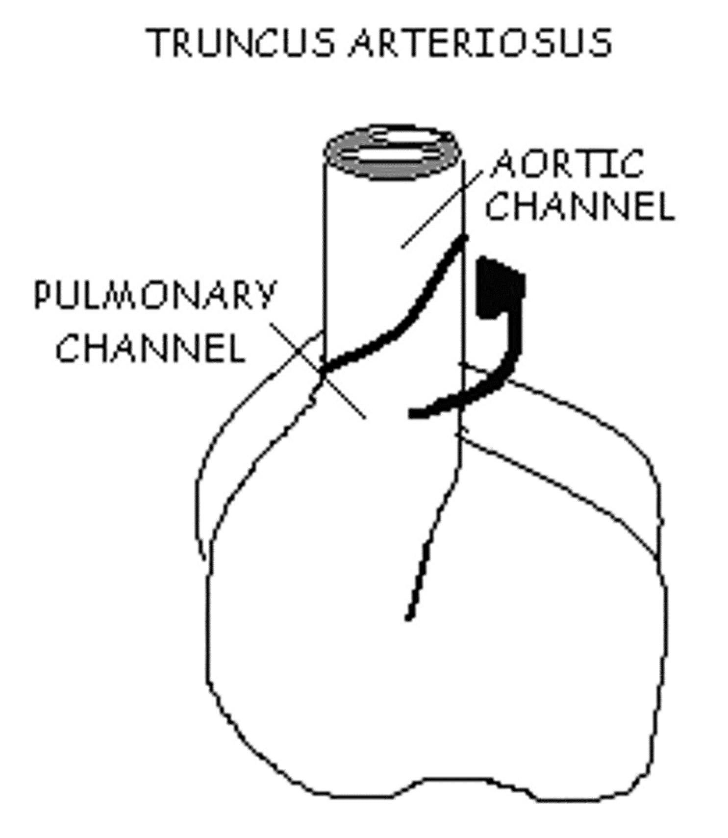 <p>In the image to the right, at what week is this fetal development occurring?</p>