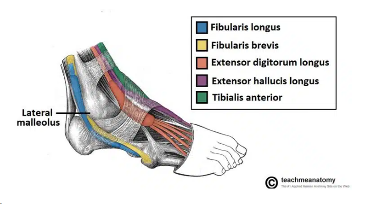 <p><span>Dorsiflexors include the tibialis anterior, fibularis tertius, and extensor digitorum longus (toe muscles).</span></p>