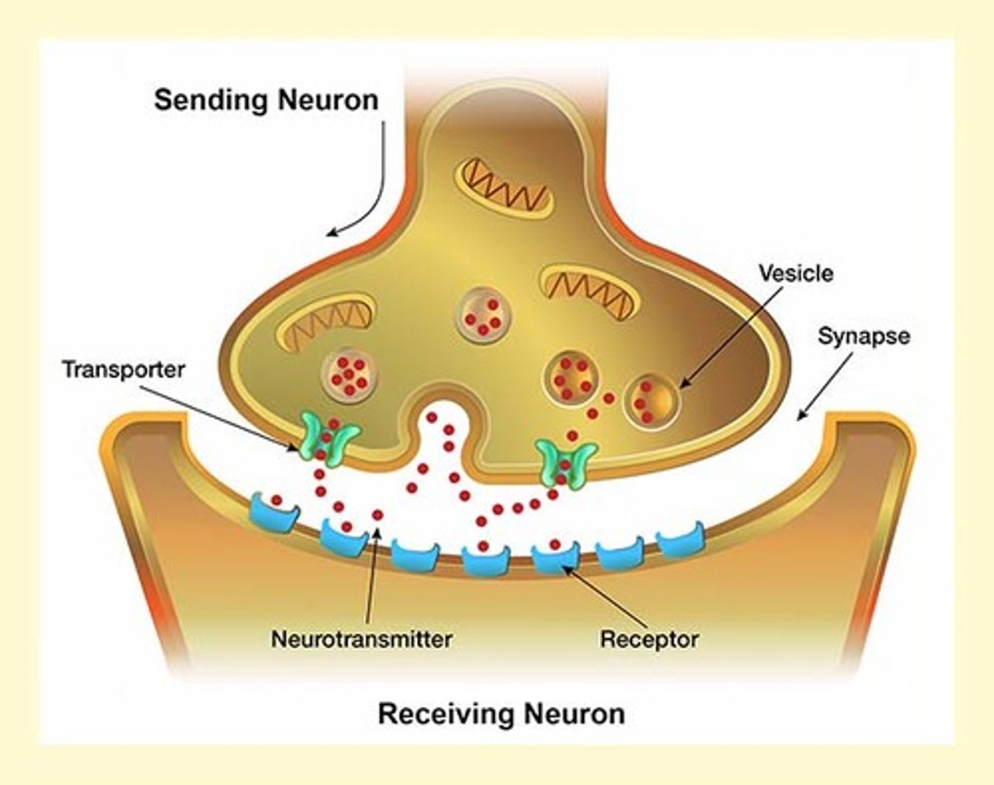 <p>True. As one becomes addicted to cocaine, the brain adapts to the influx of dopamine. The long term stimulation of the dopamine receptors causes the brain to shut down some post-synaptic receptors therefore causing the individual to increase the amount of cocaine needed to achieve a high.</p>