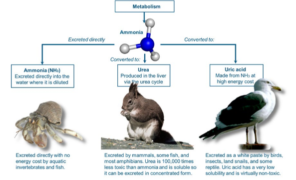 * Nitrogenous wastes are produced from the breakdown of amino acids. 
  * The simplest breakdown product is ammonia, a highly toxic molecule that cannot be retained in the body long. 
  * Some animals convert ammonia to a less toxic form (either urea or uric acid) that can remain in the body for a longer period of time.