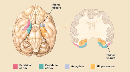 <ul><li><p>hippocampus - builds a map of the distributed brain regions that are engaged when first encoding a new memory</p></li><li><p>parahippocampal cortex - contextual and spatial information</p></li><li><p>perihrinial and entorhinal cortices give context to the new memories we want to create</p></li><li><p>amygdala - giving emotional colour</p></li></ul><p></p>