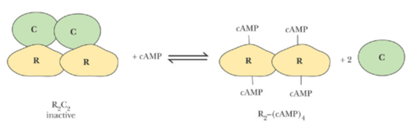 <p>-catalytic (C) subunit of cAMP-dependent protein kinase (PKA) is kept inactive by the regulatory R subunit, binding of cAMP to the R subunit releases the active enzyme</p>