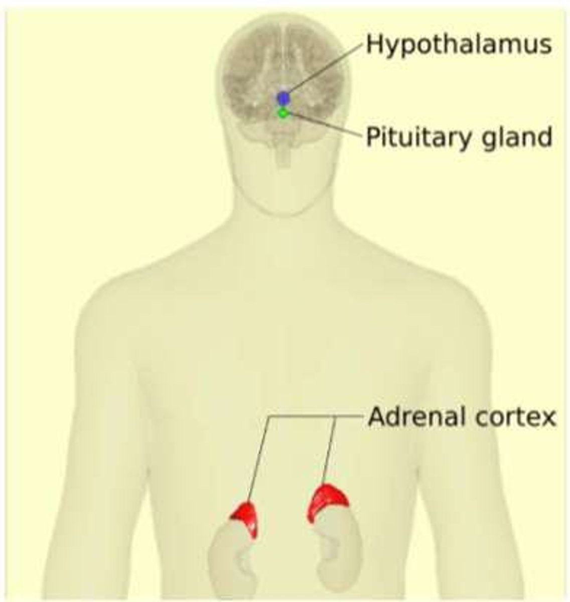 <p>Hypothalamus-pituitary-adrenal axis regulating stress response.</p>