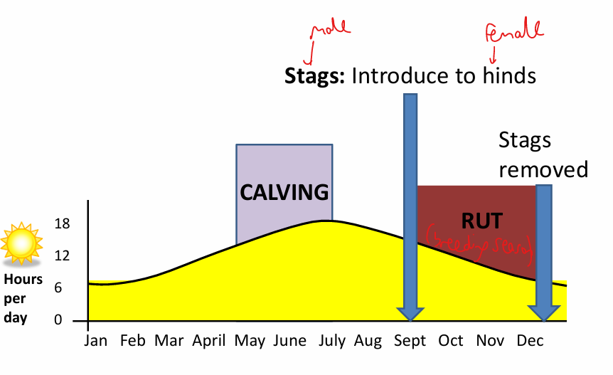 <p>1 = calving<br>2 = introduce stags to hinds<br>3 = rut<br>4 = stags removed</p>