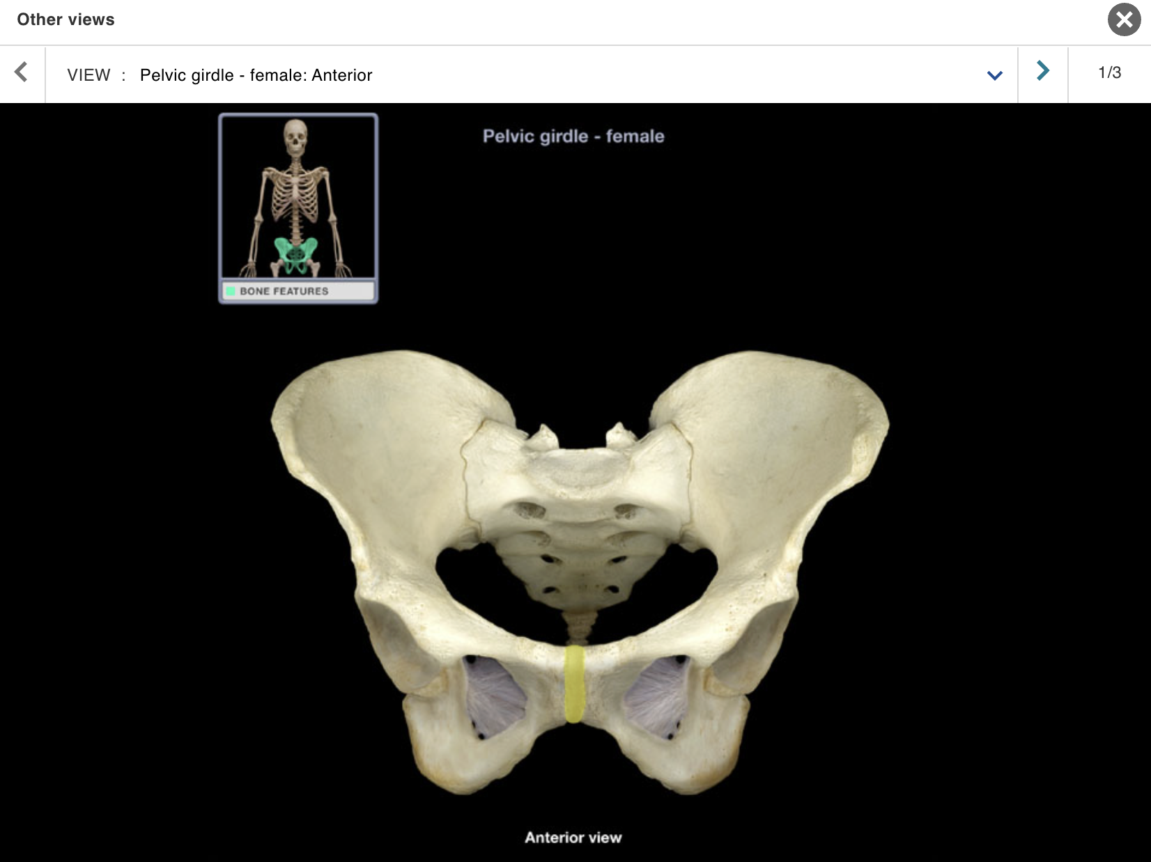 <p>Location:</p><p class="p1">• Pelvis (anterior midline)</p><p class="p1">Description:</p><p class="p1">• Joint formed by two pubic bones and intervening fibrocartilage disc</p><p class="p1">Comment:</p><p class="p1">• In female, fibrocartilage softens in late pregnancy to allow slight separation of pubic bones</p>