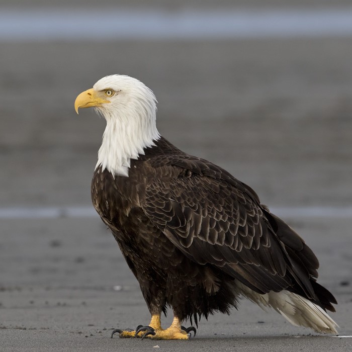 <p>What bird is this?</p>