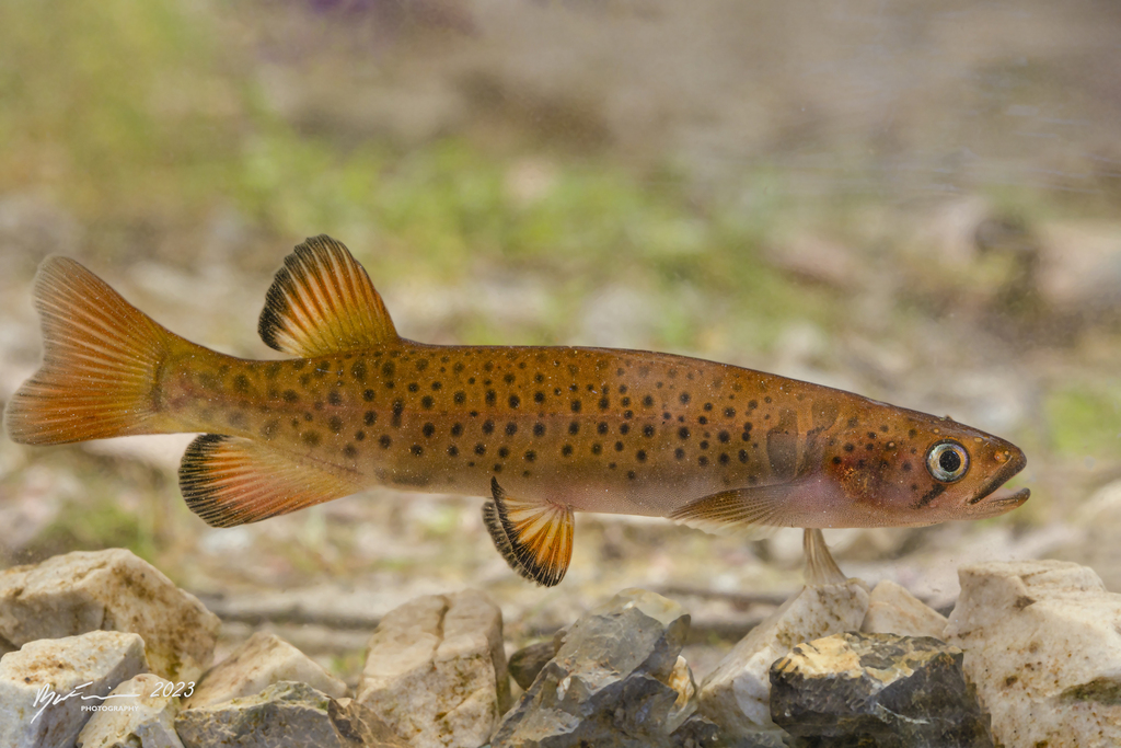 <p>Order Galaxiiformes</p>