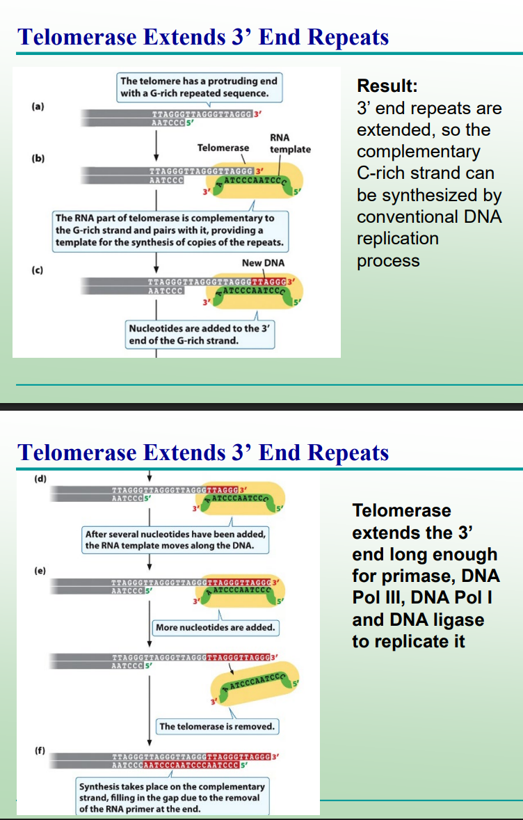 <p>Extends the 3′ end of the parental strand using its RNA template, allowing completion of the lagging strand.</p>