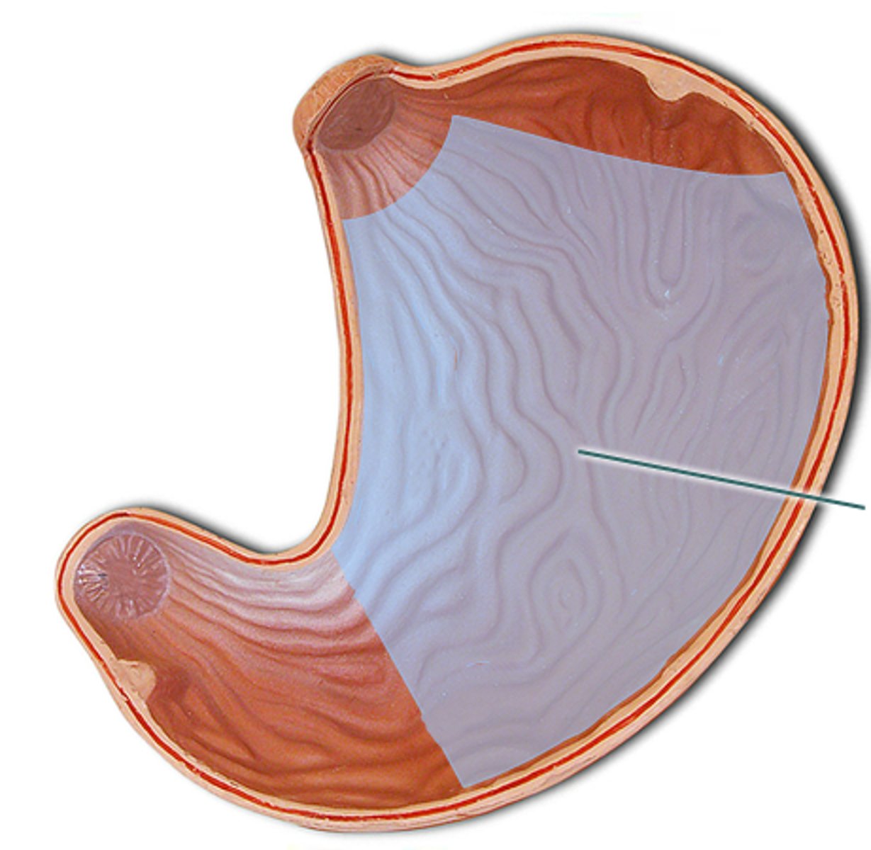 <p>mid portion of the stomach</p>