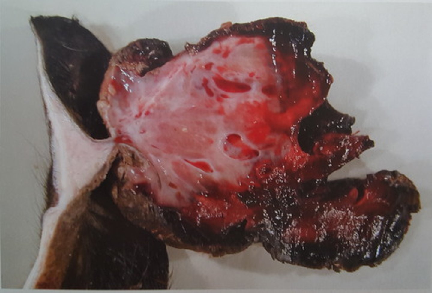<p>Øre fra okse. Patoanatomisk diagnose?</p>