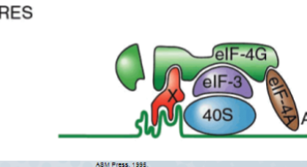 Contains extensive regions of secondary stem-loop structures binding to translation factors 