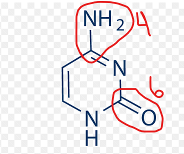 <p><strong>Cytosine (C)</strong></p><ul><li><p class="ds-markdown-paragraph"><strong>Found in:</strong> DNA and RNA</p></li><li><p class="ds-markdown-paragraph"><strong>Structure:</strong></p><ul><li><p class="ds-markdown-paragraph">A pyrimidine base.</p></li><li><p class="ds-markdown-paragraph">It has an <strong>amino group (-NH₂)</strong> at <strong>carbon 4 </strong>and a <strong>carbonyl group (C=O)</strong> at <strong>carbon 2.</strong></p></li></ul></li><li><p class="ds-markdown-paragraph"><strong>Pairing:</strong> Cytosine pairs with <strong>Guanine (G)</strong> in both DNA and RNA.</p></li></ul><p></p>