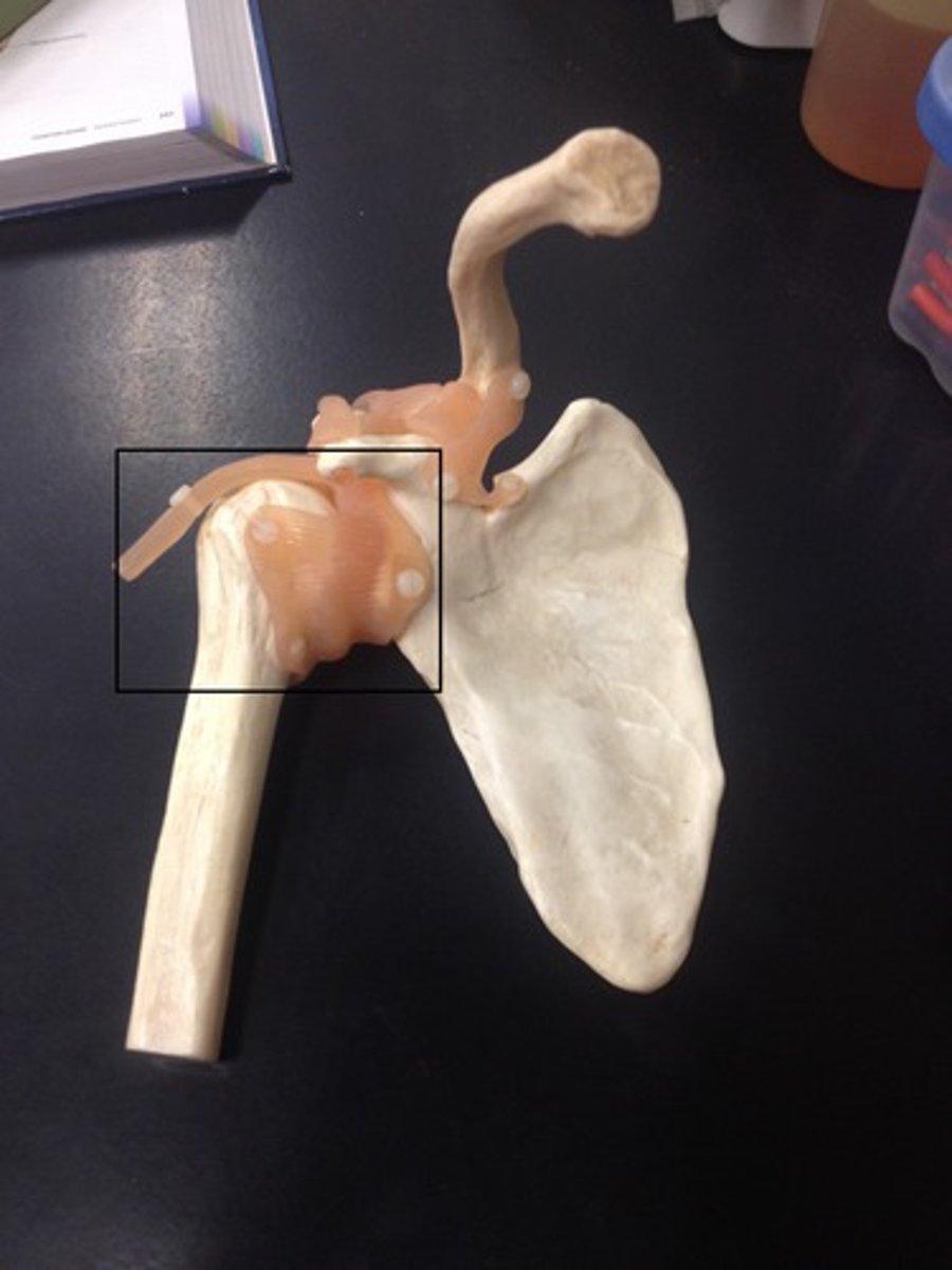 <p>ligaments within the wall of the capsule; thickening in the capsule wall</p>