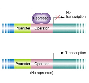 <p>whatever is being repressed will bind to a repressor protein</p><p>that complex will then bind to the operator and block transcription</p>
