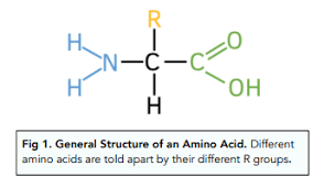 <ul><li><p><span>Amino acids contain an amine functional group and a carboxylic acid functional group.</span></p></li></ul><p></p>