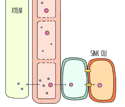 <p>Translocation Process - Removal at the Sink</p>