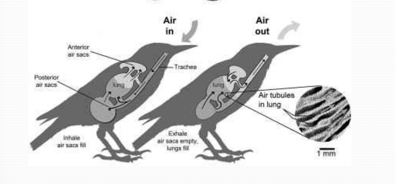 <p>What happens during <strong>expiration</strong> in the bird respiratory system?</p>