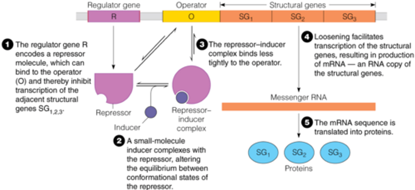 <p>changes to the proteins which bind DNA that alter expression (ex: removing LacI, removing CRP)</p>