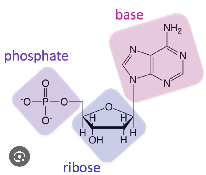 <p>phosphate group, nitrogenous base, sugar (RIBOSE) </p>